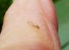 Ectopsocus petersi